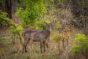 121 Zambia, South Luangwa NP, waterbok